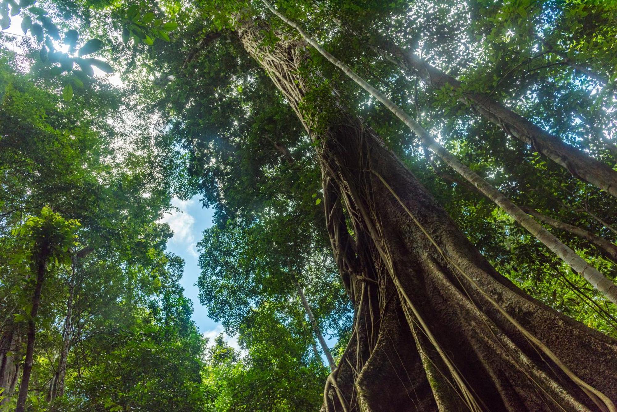 فيلا Casa Amazonas بويرتو مالدونادو المظهر الخارجي الصورة