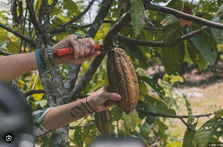 فيلا Casa Amazonas بويرتو مالدونادو المظهر الخارجي الصورة