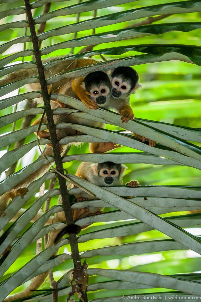 فيلا Casa Amazonas بويرتو مالدونادو المظهر الخارجي الصورة